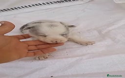 Border Collie perros en venta: Border collie hembras merle - Imagen 4
