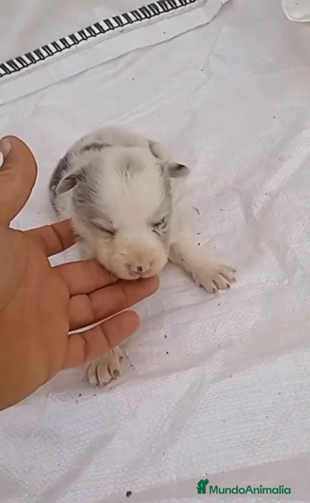Border Collie perros en venta: Border collie hembras merle - Imagen 4