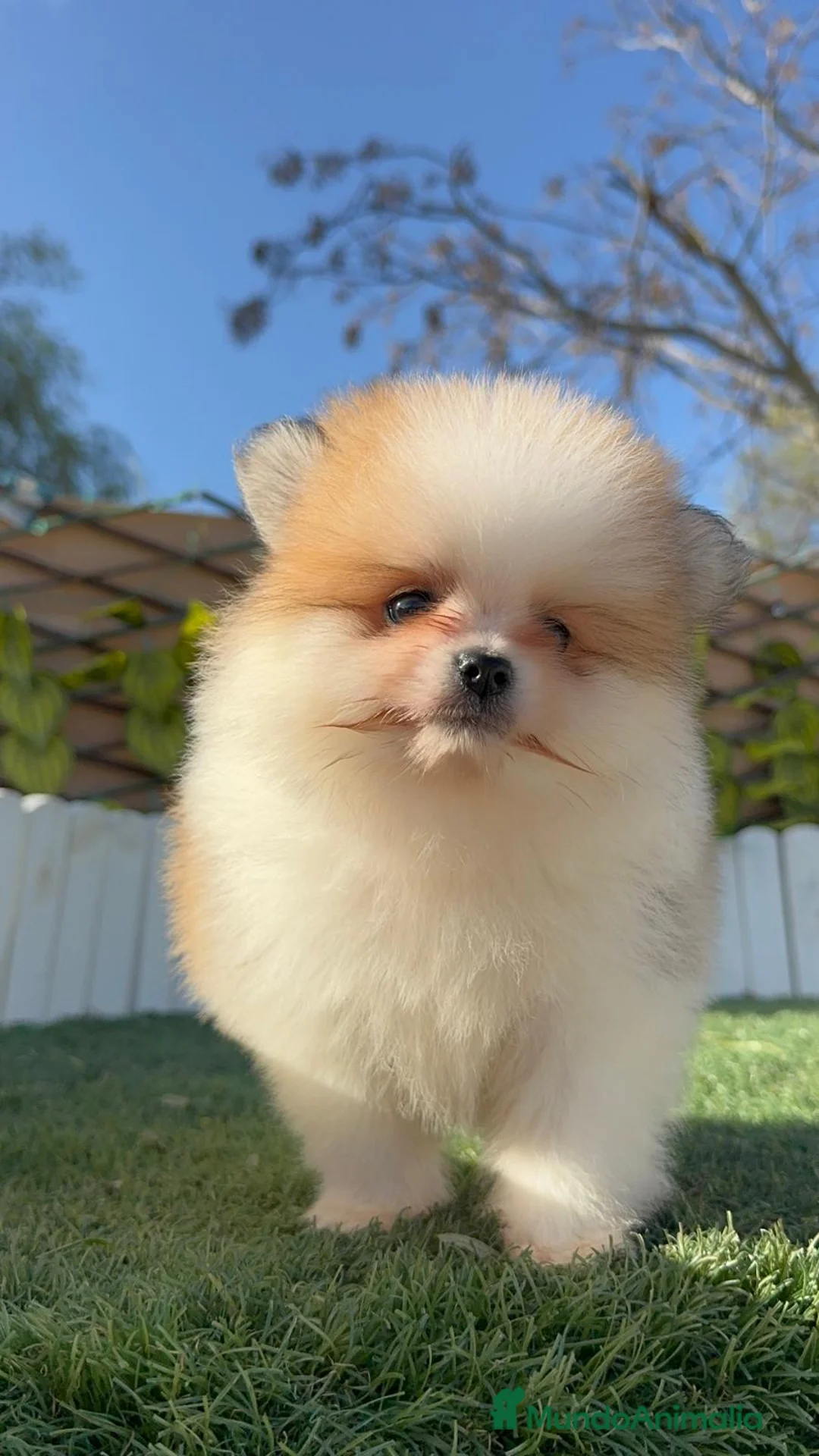 Pomerania perros en venta: POMERANIA MACHO - Anuncio 5
