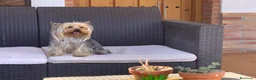 Yorkshire Terrier perros en venta: Yorksyre toy - Anuncio 4