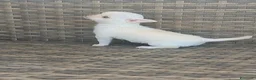 Chihuahua perros en venta: Chihuahua Toy miniatura hembra Blanca crema - Anuncio 3
