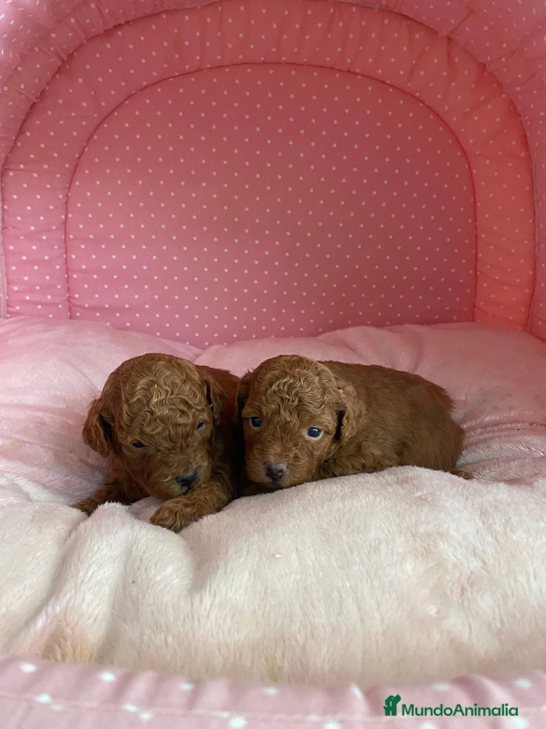 Caniche Enano perros en venta: CANICHES ENANOS ROJOS - Anuncio 1