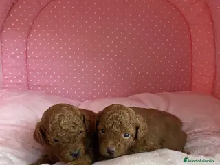 Caniche Enano perros CANICHES ENANOS ROJOS - Anuncio 2