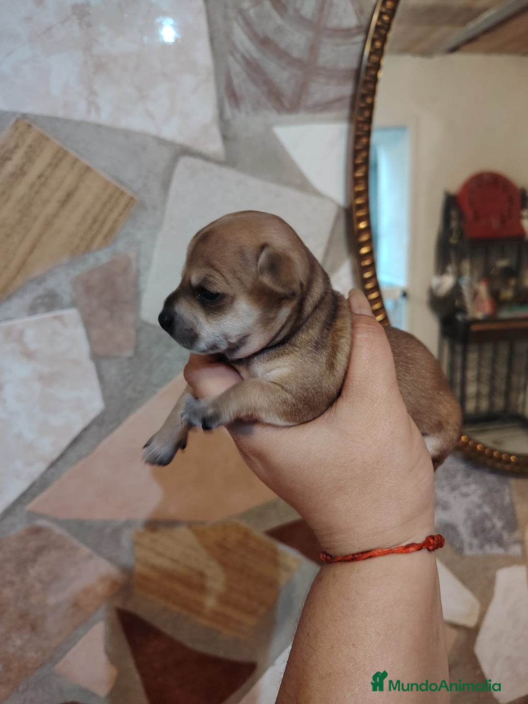 Chihuahua perros en venta: Chihuahua  - Anuncio 2