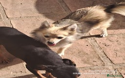 Pomerania perros en venta: Pomeranian  - Imagen 1