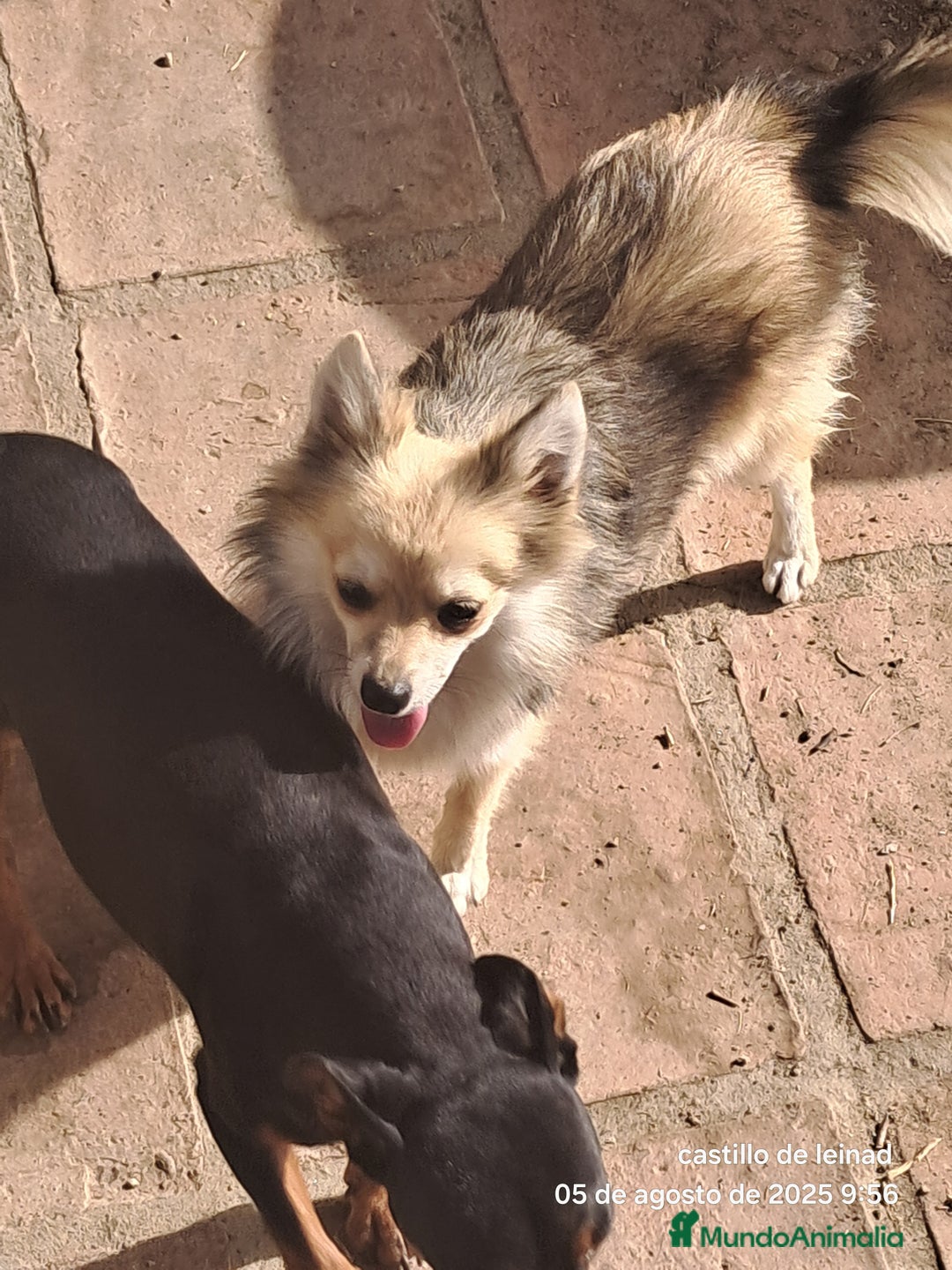 Pomerania perros en venta: Pomeranian  - Imagen 1