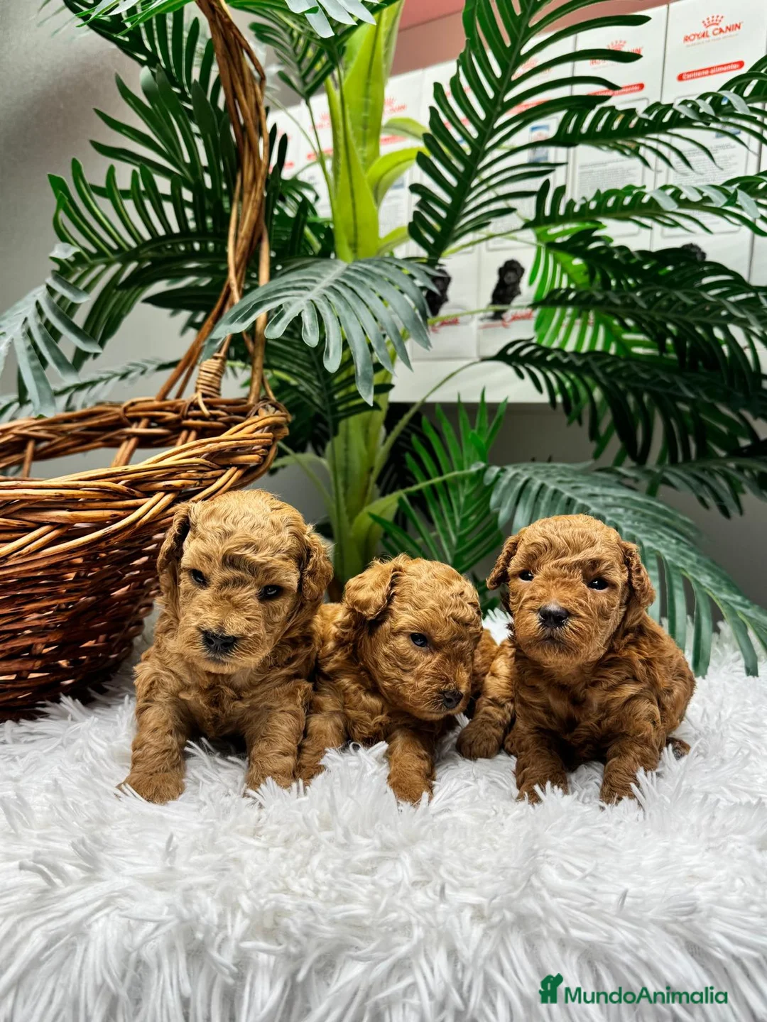 Raza Mixta perros en venta: CANICHE TOY  - Anuncio 2