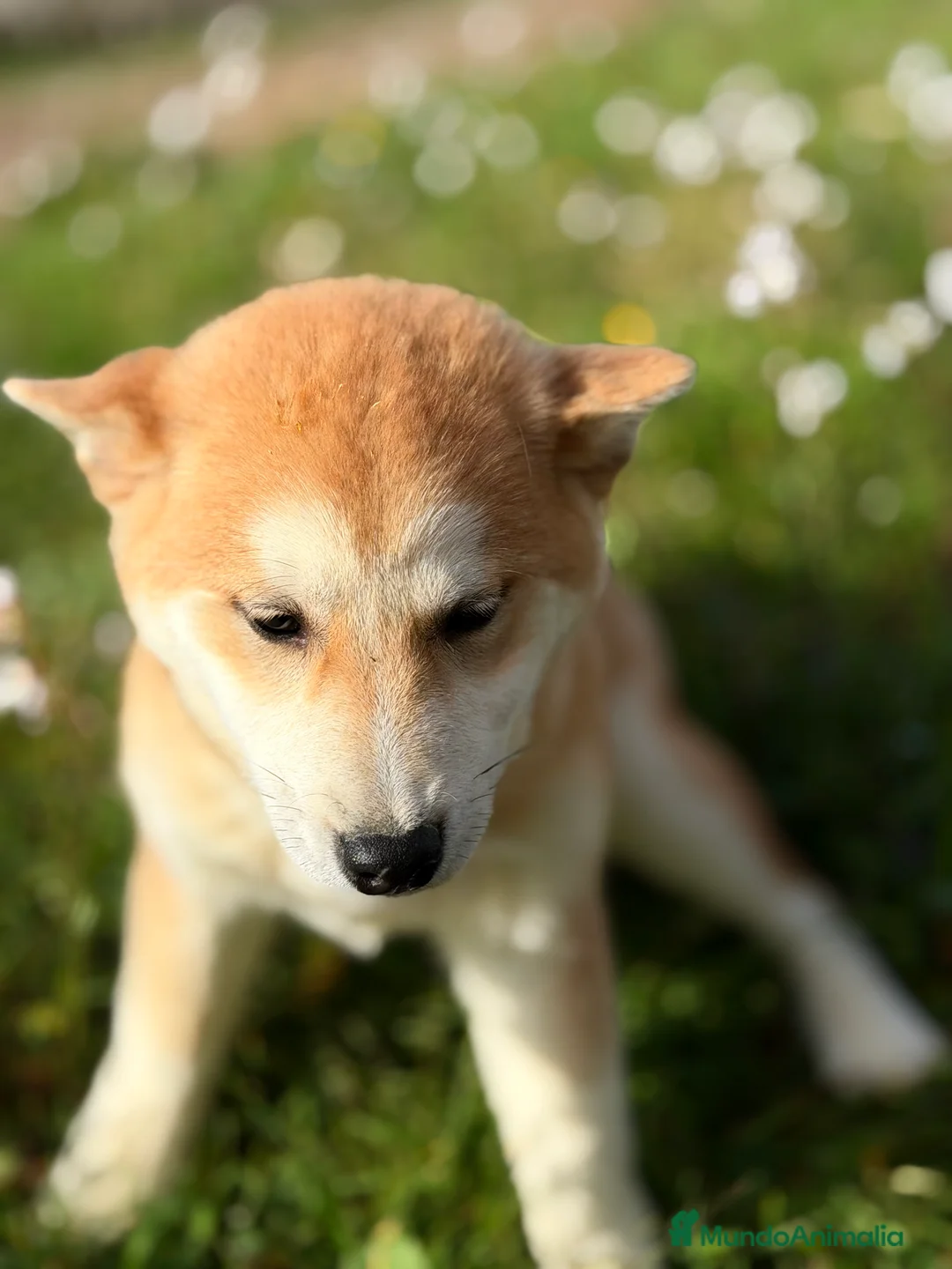 Shiba Inu perros en venta: Shiba hembra naranja  - Anuncio 2