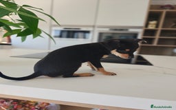 Pinscher Miniatura perros en venta: Mini pinchers  - Imagen 10