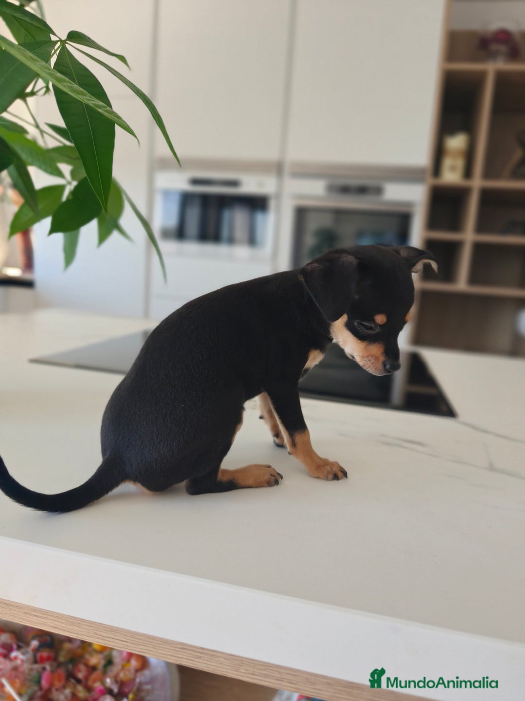 Pinscher Miniatura perros en venta: Mini pinchers  - Imagen 10