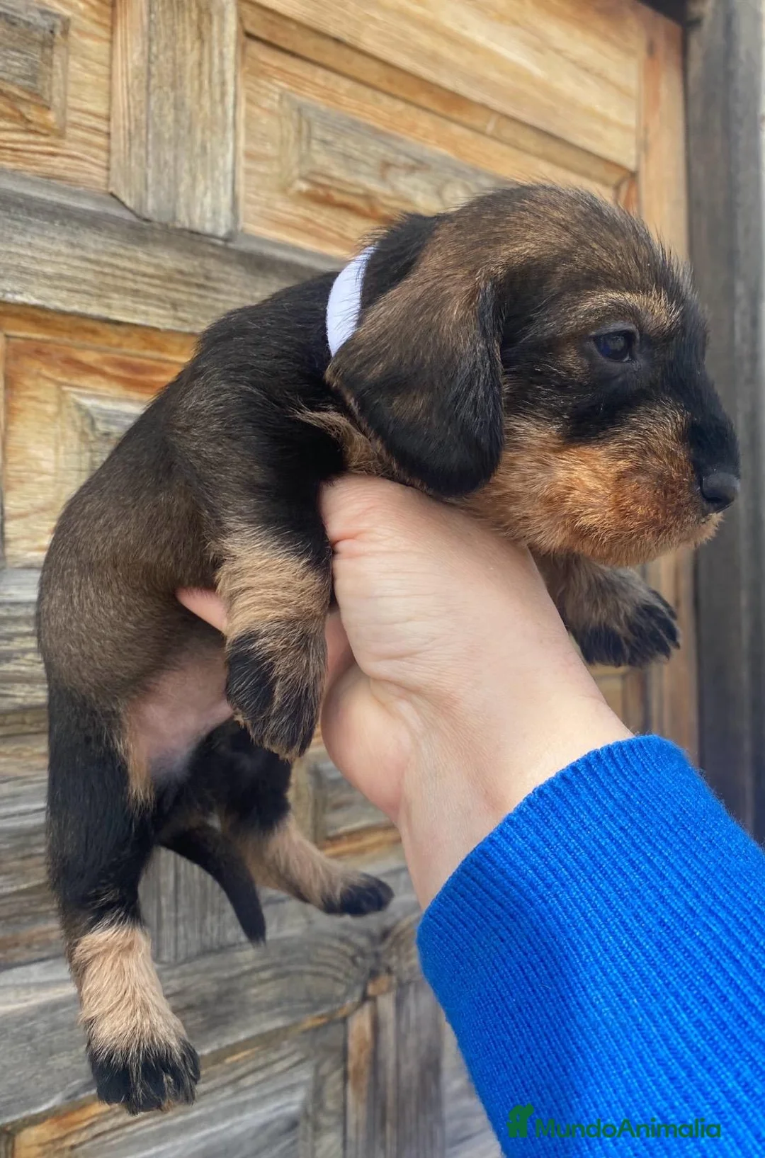 Teckel perros en venta: Teckel de pelo duro  - Anuncio 2