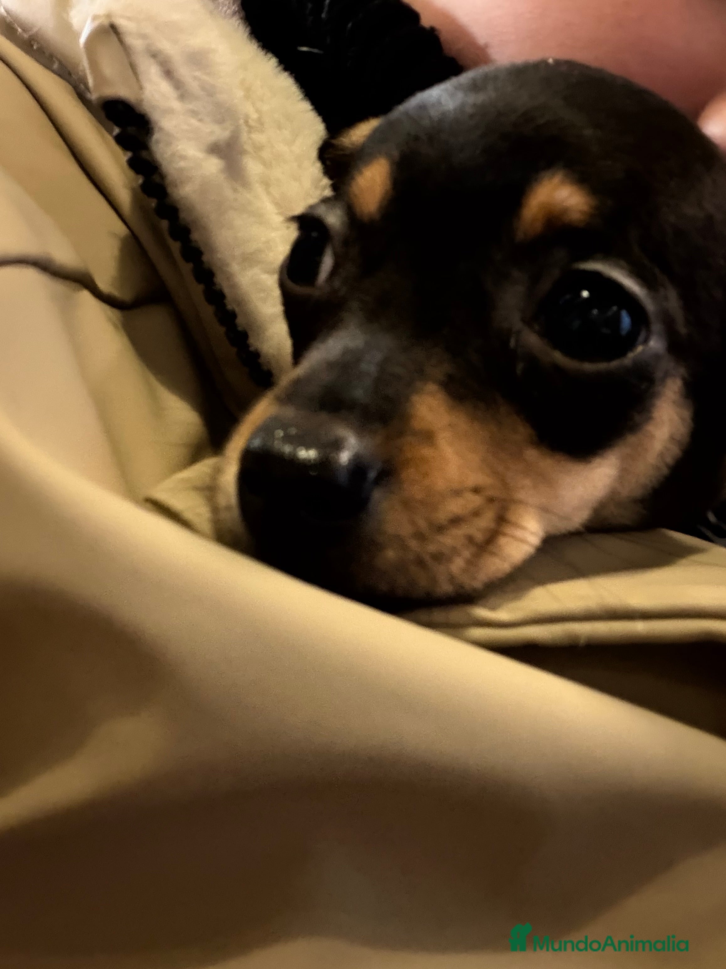 Raza Mixta perros Cachorro  - Anuncio 1