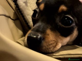 Raza Mixta perros Cachorro - Anuncio 34