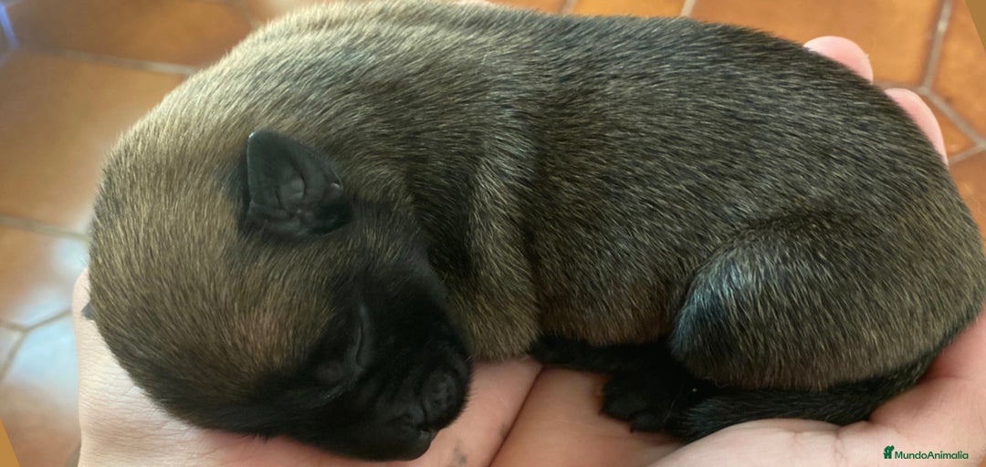 Imagen de galería {{count}}