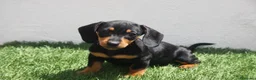 Teckel Miniatura perros en venta: Teckel Miniatura  - Anuncio 12