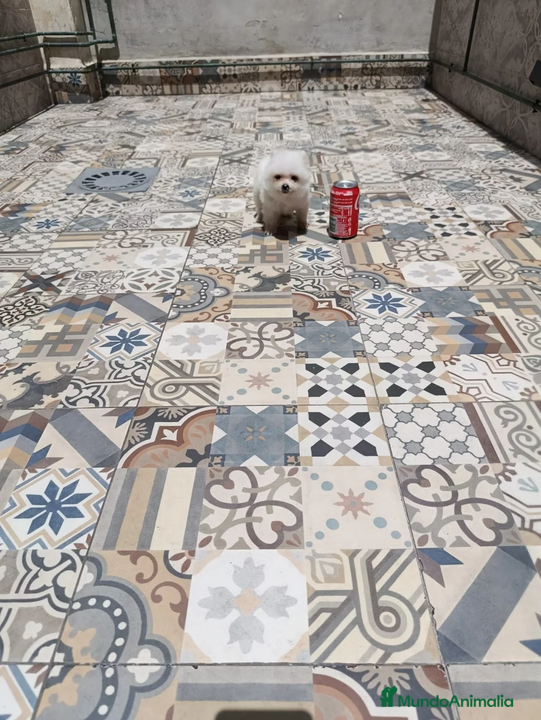 Pomerania perros en venta: Precioso pomerania toy osito - Anuncio 3