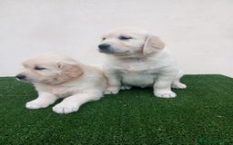 Golden Retriever perros en venta: Espectaculares ejemplares de GOLDEN RETRIEVER  - Anuncio 4