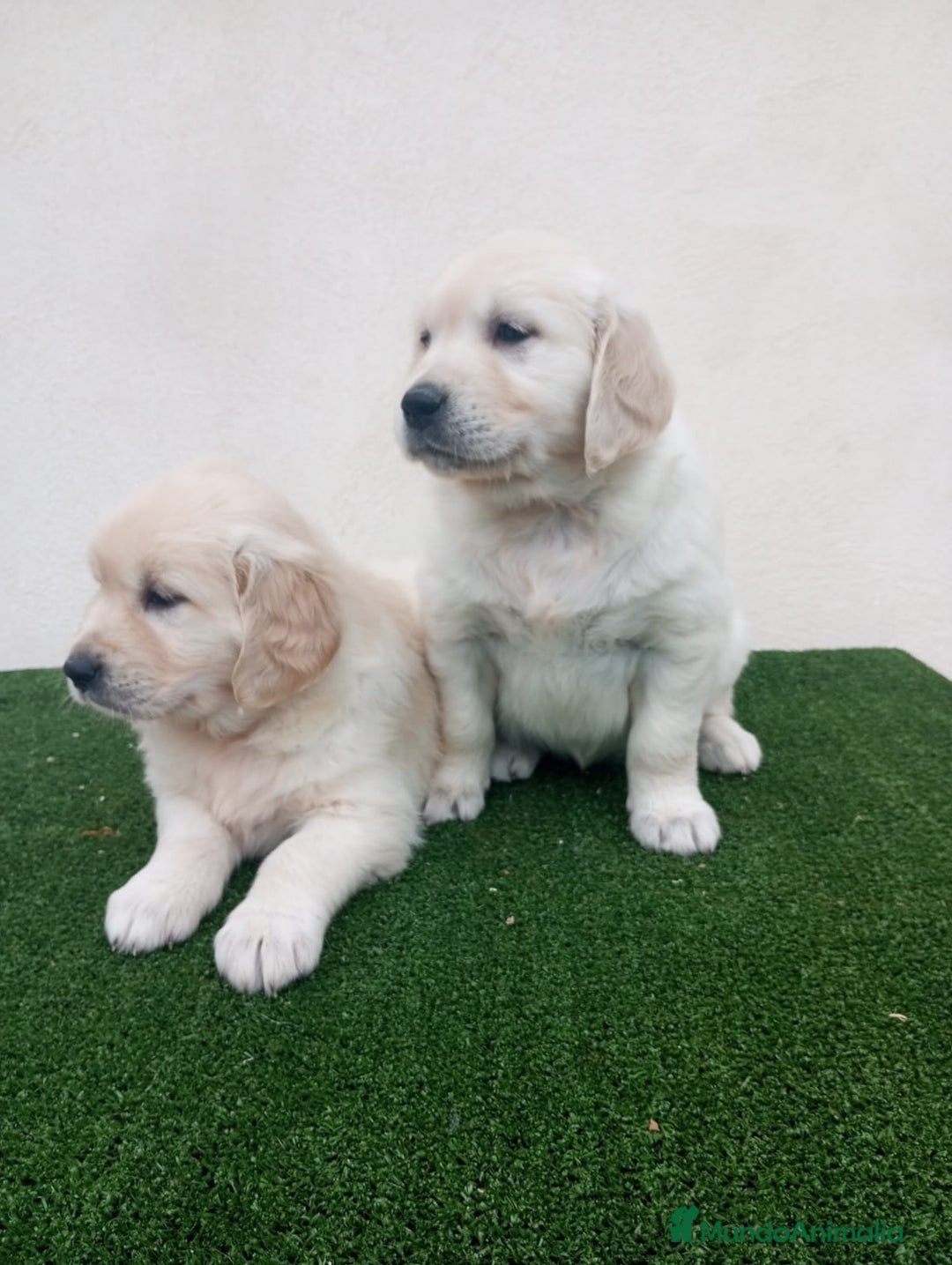 Golden Retriever perros en venta: Espectaculares ejemplares de GOLDEN RETRIEVER  - Anuncio 4