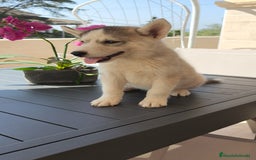 Husky Siberiano perros en venta: Husky siberiano 🔝♂️♀️ - Imagen 4