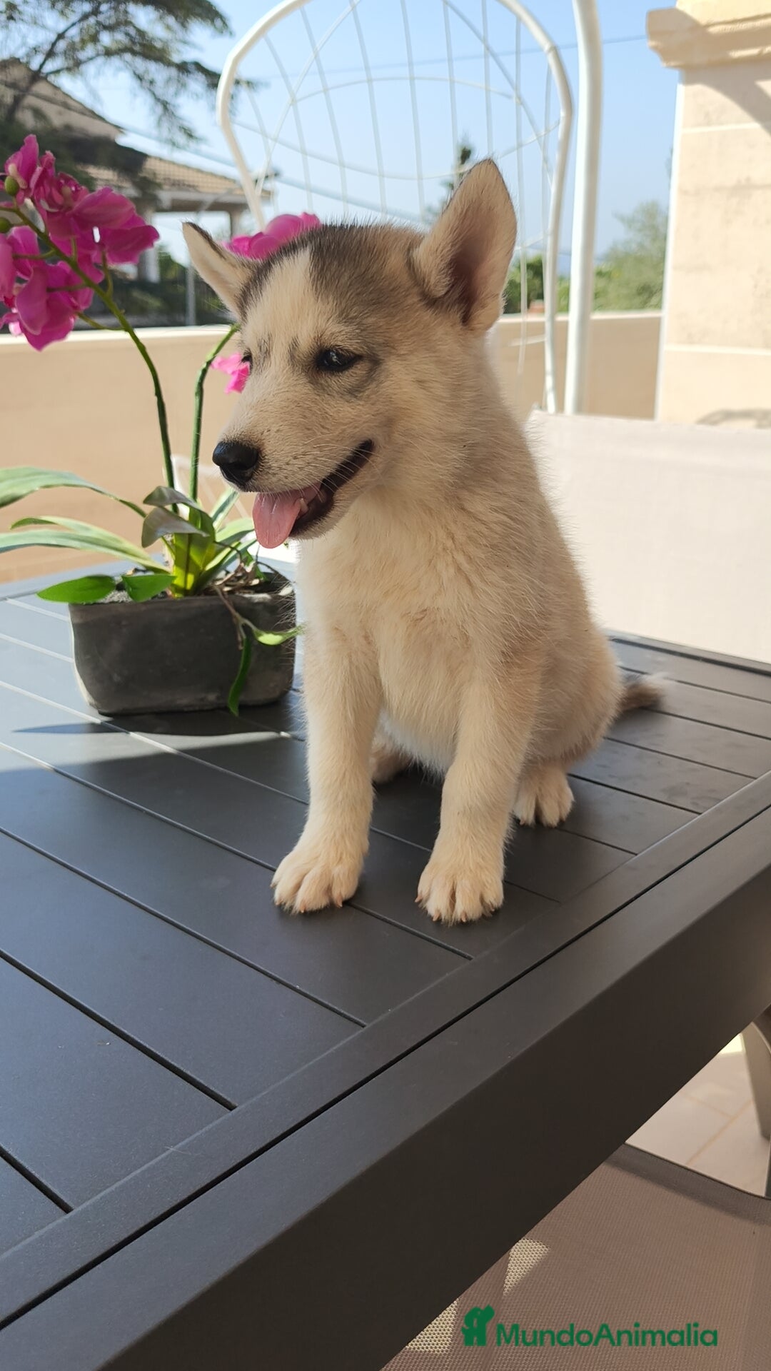 Husky Siberiano perros en venta: Husky siberiano 🔝♂️♀️ - Imagen 4