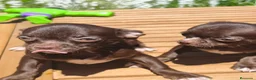 Chihuahua perros en venta: Chihuahua chocolate  - Anuncio 3