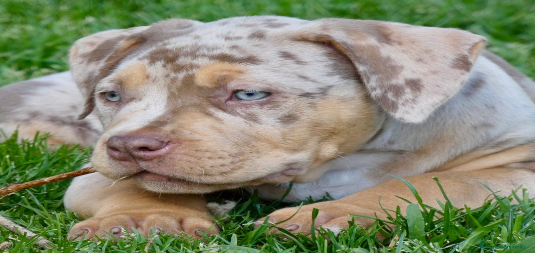 Imagen de galería {{count}}