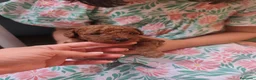 Caniche Toy perros en venta: Preciosos caniches rojos en Madrid - Anuncio 2