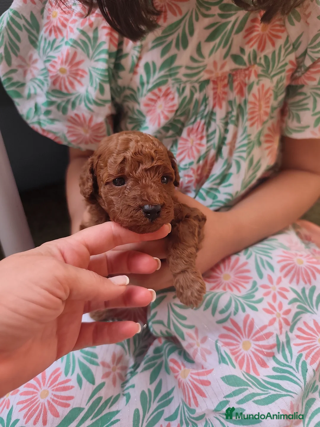 Caniche Toy perros en venta: Preciosos caniches rojos en Madrid - Anuncio 2