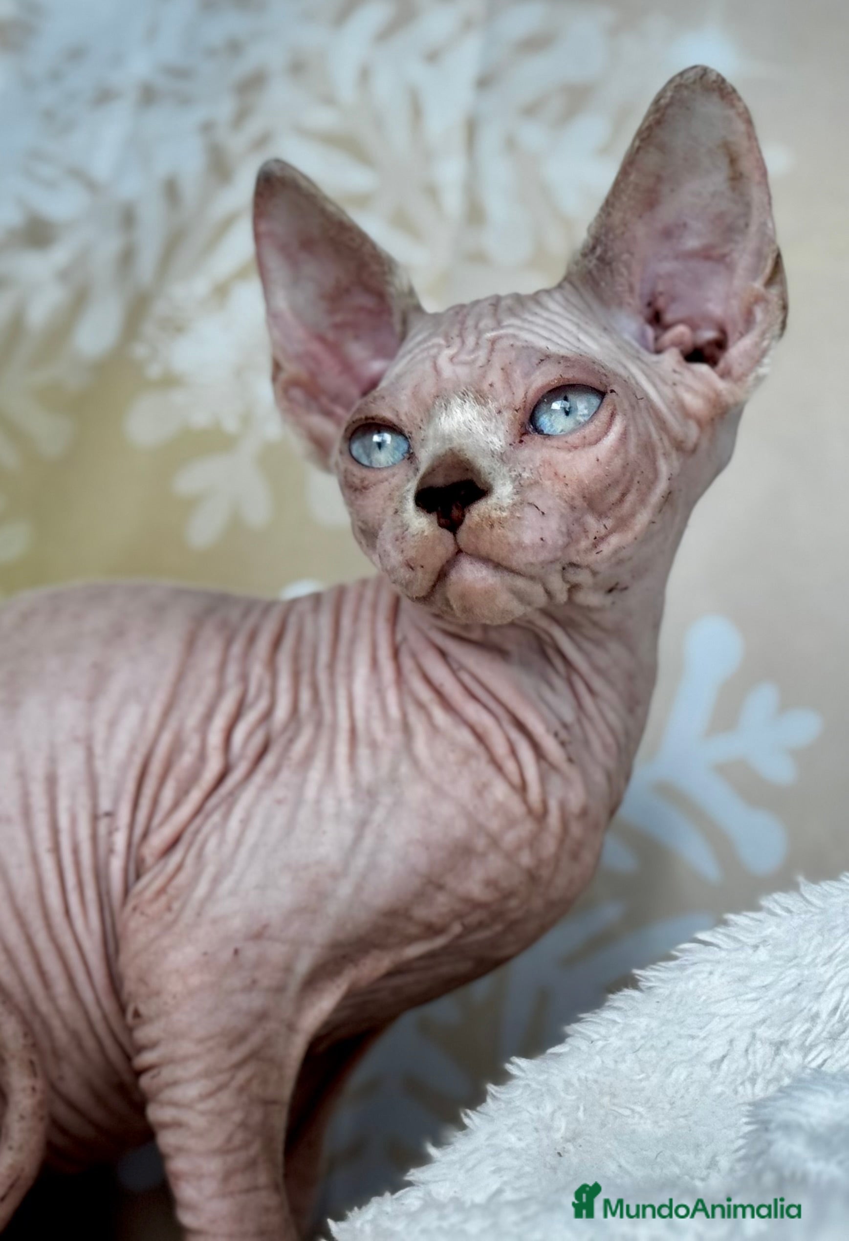 Sphynx gatos Preciosos bebés Sphynx - Anuncio 2