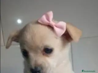 Chihuahua perros Espectacular Chihuahua - Anuncio 18