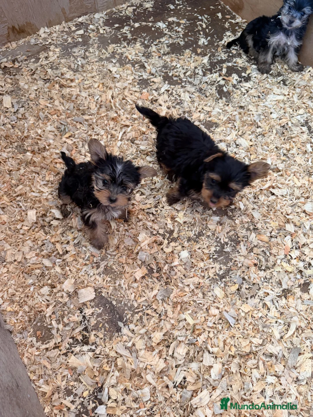 Yorkshire Terrier perros en venta: Yorksiri Toy  - Anuncio 2