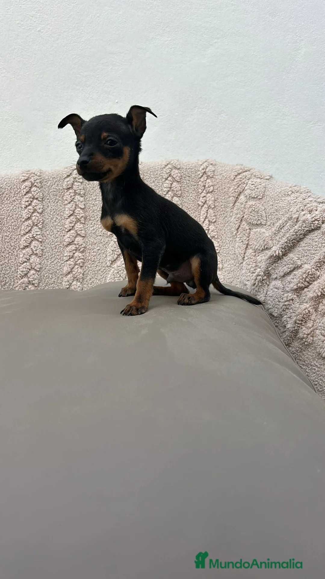 Ratón de Praga perros en venta: Ratón de Praga macho n/f - Anuncio 1