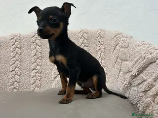 Ratón de Praga perros Ratón de Praga macho n/f - Anuncio 1