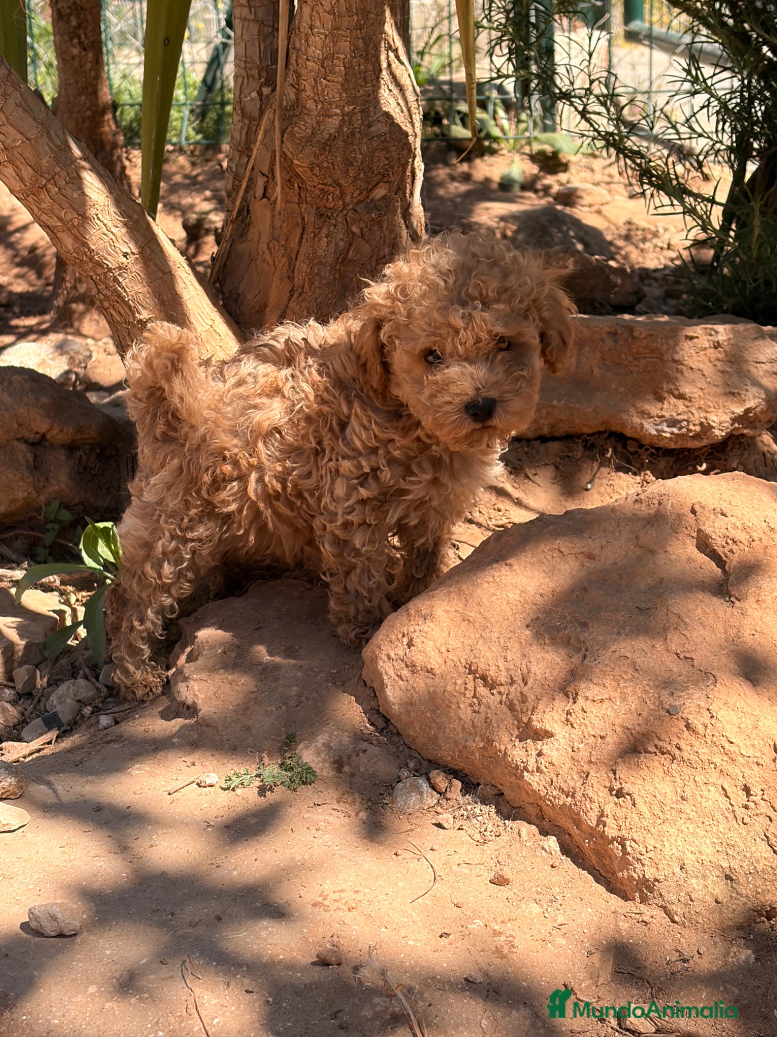 Caniche Toy perros Caniche toy espectacular  - Anuncio 3