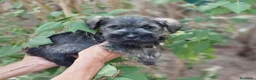 Schnauzer Miniatura perros en venta: Cadells de SCHNAUZER MINI SAL I PEBRE,  - Anuncio 5