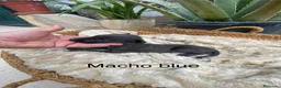 Galgo Español perros en venta: GALGOS ESPAÑOLES NEGROS Y BLUE - Anuncio 7