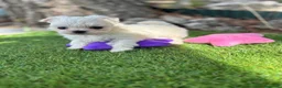 Bichón Maltés perros en venta: Bichon maltés líneas coreanas  - Anuncio 4