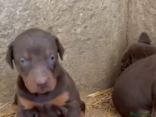 Dobermann perros Preciosa camada de doberman en Alicante - Anuncio 7