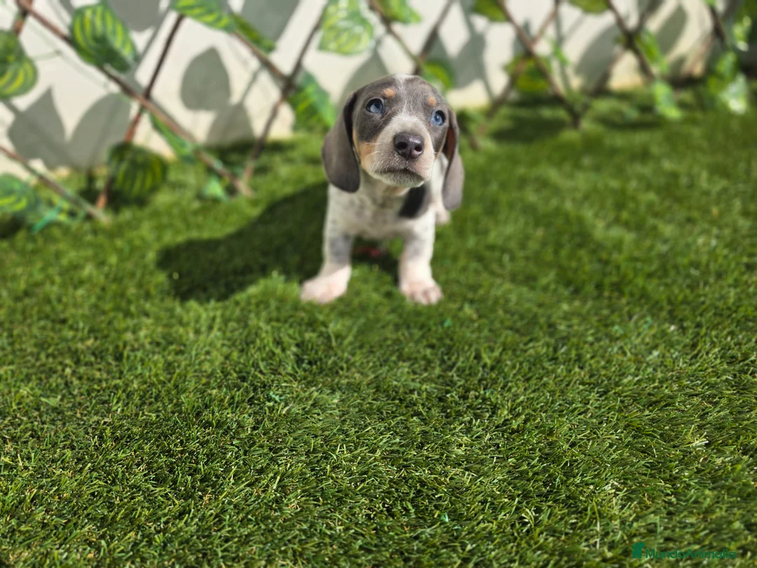 Teckel perros en venta: TECKEL MINI PIELBALD - Anuncio 1