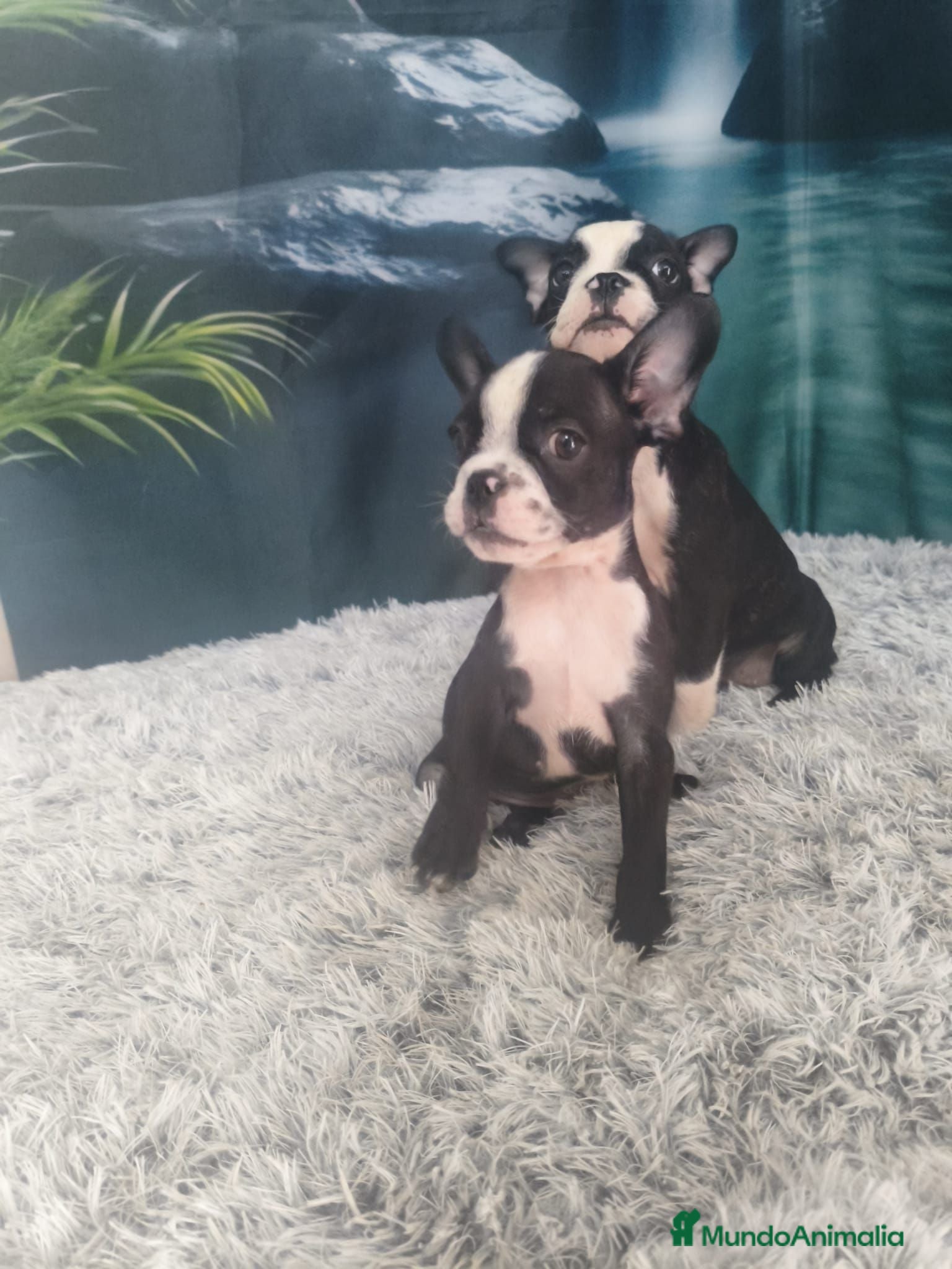 Bulldog Francés perros bulldog frances  - Anuncio 2