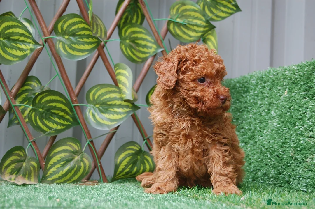 Caniche Toy perros en venta: Preciosa camada de Caniche toy  en Granada - Anuncio 3