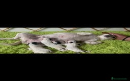 Jack Russell Terrier perros en venta: JACK RUSSELL TERRIER PATA CORTA - Imagen 1