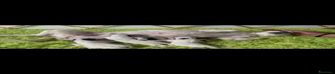 Jack Russell Terrier Cachorro 1