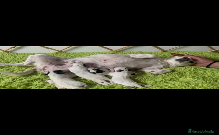 Jack Russell Terrier perros - Anuncio 2