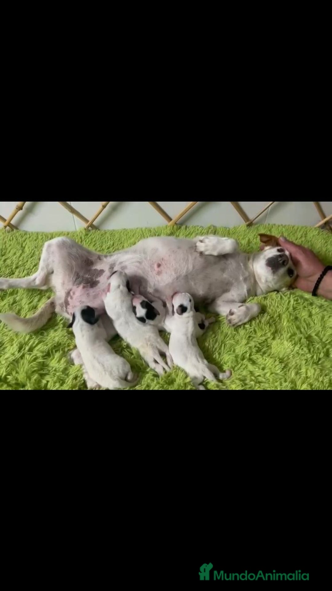 Jack Russell Terrier perros en venta: JACK RUSSELL TERRIER PATA CORTA - Imagen 1