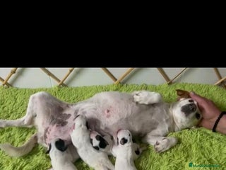 Jack Russell Terrier perros - Anuncio 2