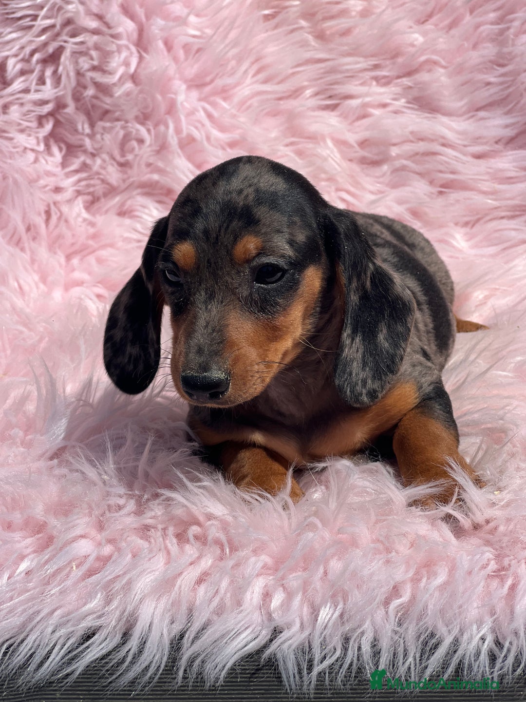 Teckel Miniatura perros en venta: TECKEL miniatura hembra  - Imagen 1