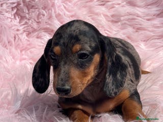 Teckel Miniatura perros TECKEL miniatura hembra - Anuncio 10