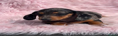 Teckel Miniatura Cachorro 1