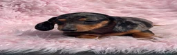 Teckel Miniatura perros en venta: TECKEL miniatura hembra  - Anuncio 1